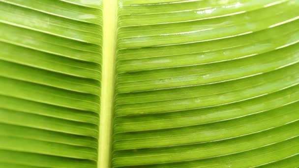 Feuille verte 