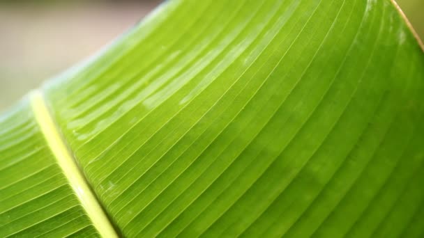 Feuille
