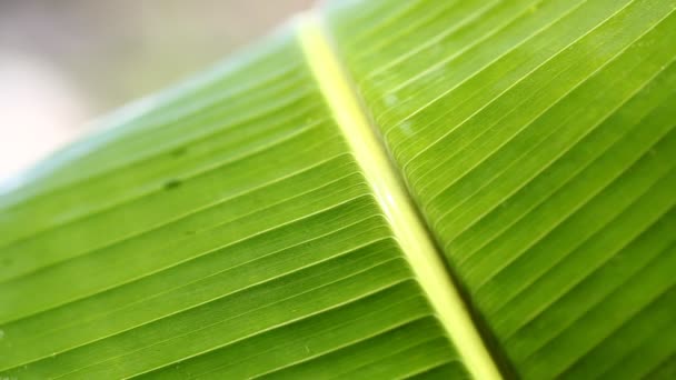 Feuille