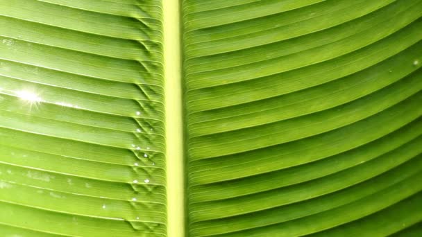 Water drops on leaf surface — Stock Video