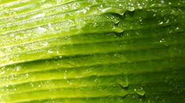 yaprak yeşil ıslak