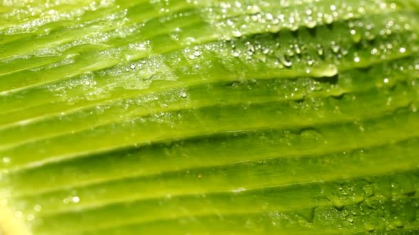 Feuille verte humide 