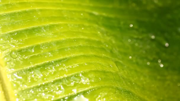 Zielony liść mokry — Wideo stockowe