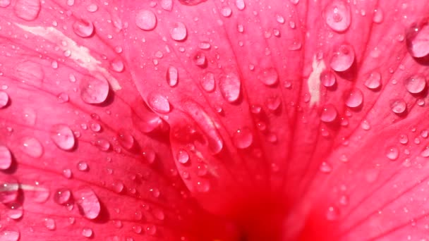 Pétale de fleur humide 