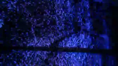 TV sesi