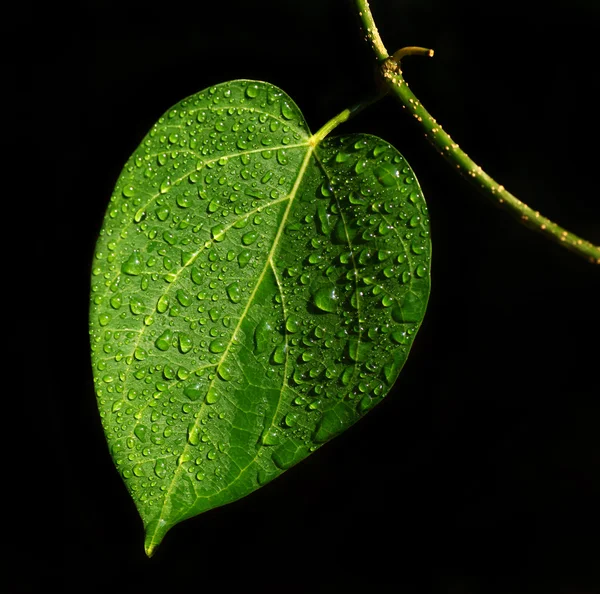 Groen blad — Stockfoto