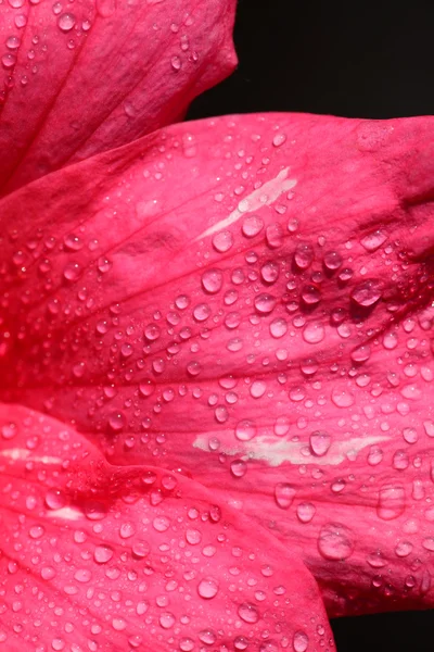 Рожева квітка — Stockfoto