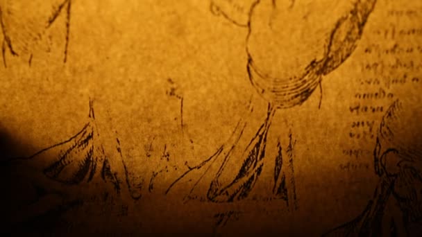 Leonardo da Vinci Анатомія — стокове відео