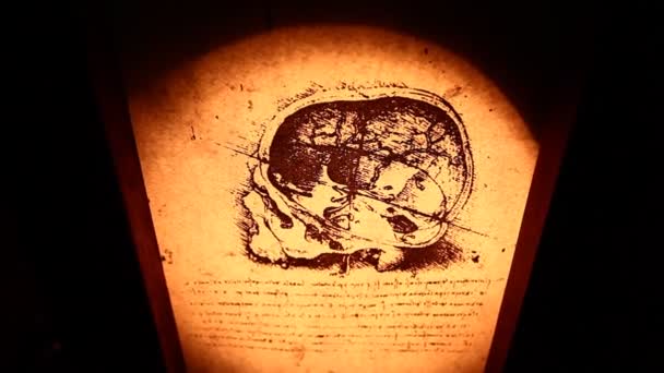 Leonardo da vinci anatomie — Stockvideo