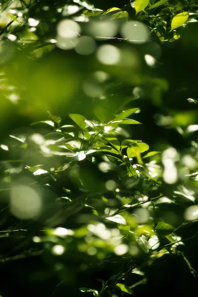 Foglia verde — Foto Stock