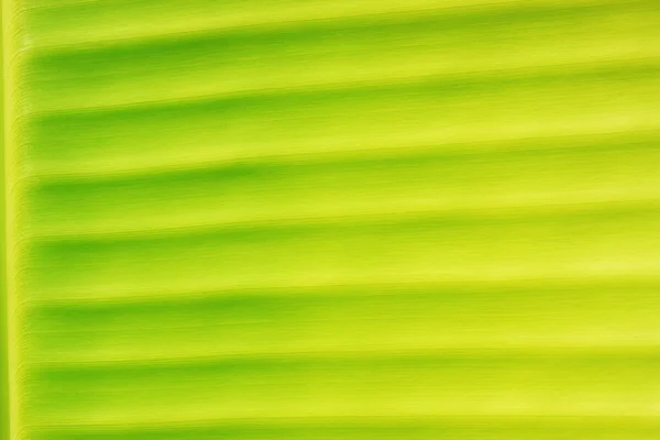 Green leaf — Stock Photo, Image