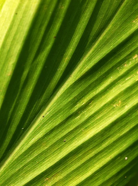 Hoja verde — Foto de Stock