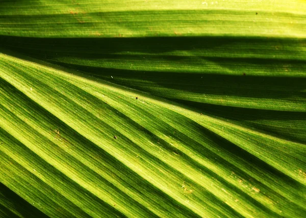 Foglia verde — Foto Stock