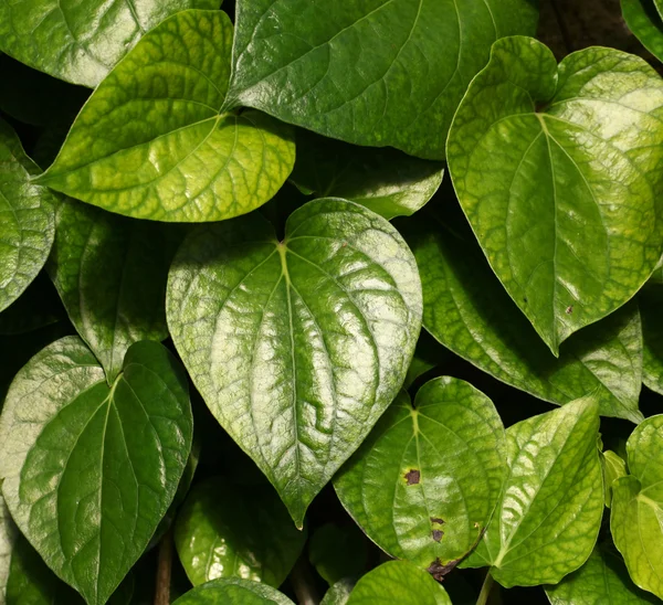 Green leaf — Stock Photo, Image