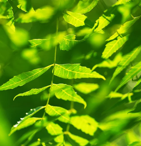 Foglia verde — Foto Stock