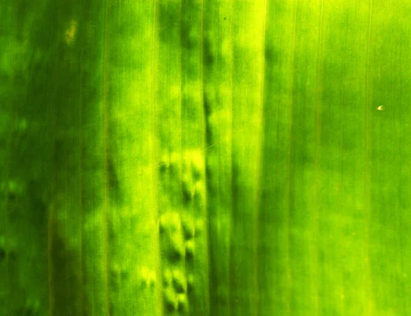 Green leaf — Stock Photo, Image