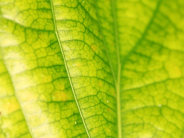 Folha verde — Fotografia de Stock