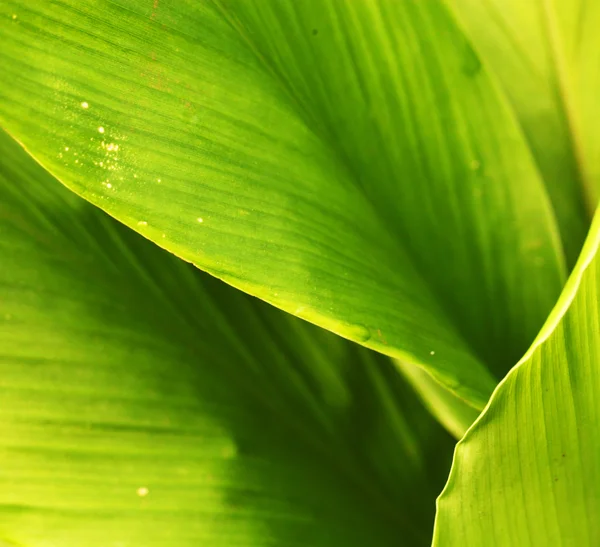 Groen blad — Stockfoto