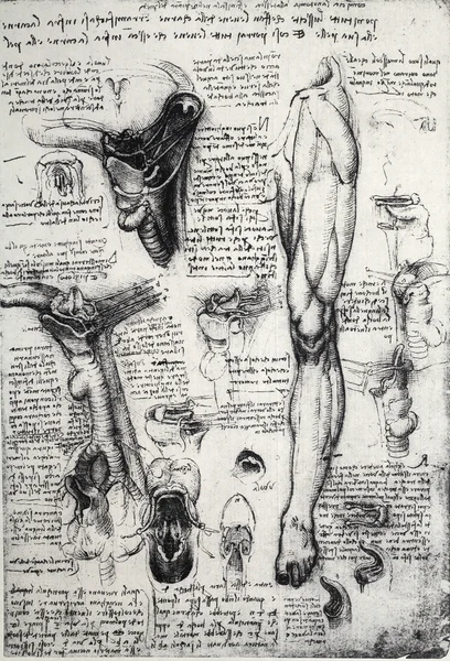 Anatomia — Zdjęcie stockowe