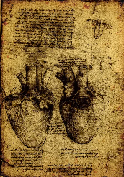 Anatomia — Zdjęcie stockowe