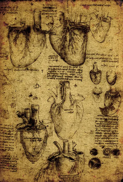 Anatomia — Zdjęcie stockowe