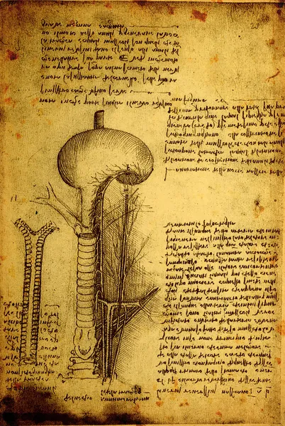 Anatomía — Foto de Stock