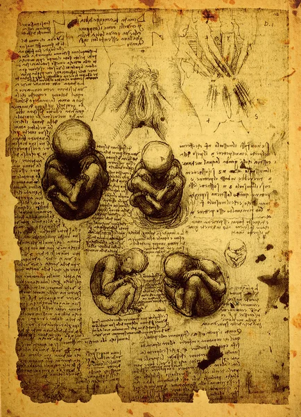 Anatomia — Zdjęcie stockowe