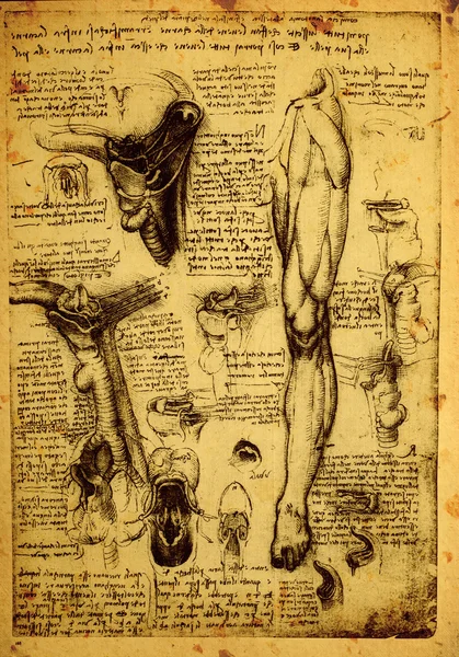 Anatomia — Zdjęcie stockowe