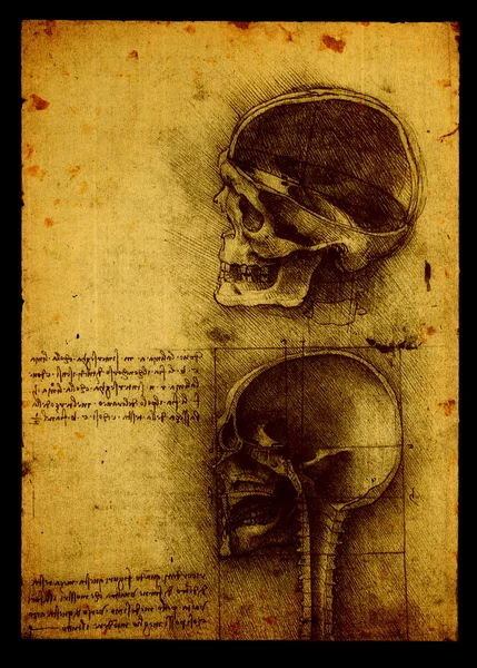 Anatomia — Zdjęcie stockowe