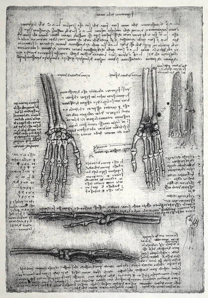 Anatomia — Zdjęcie stockowe