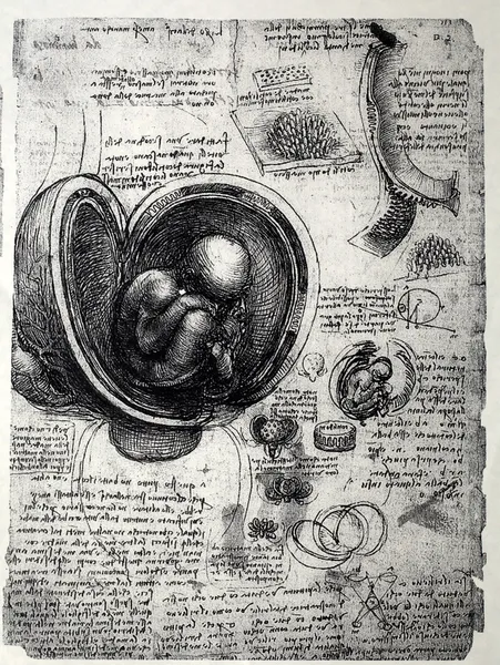 Anatomie — Stock fotografie