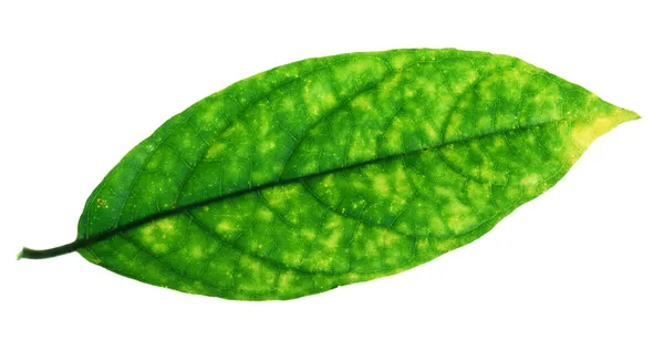 Green leaf — Stock Photo, Image