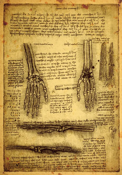 Anatomia — Fotografia de Stock