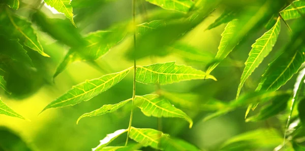 Groen blad — Stockfoto