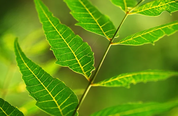 Foglia verde — Foto Stock