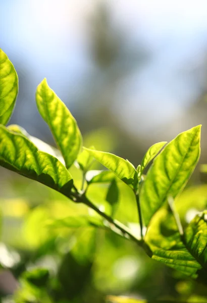 Green leaf — Stock Photo, Image