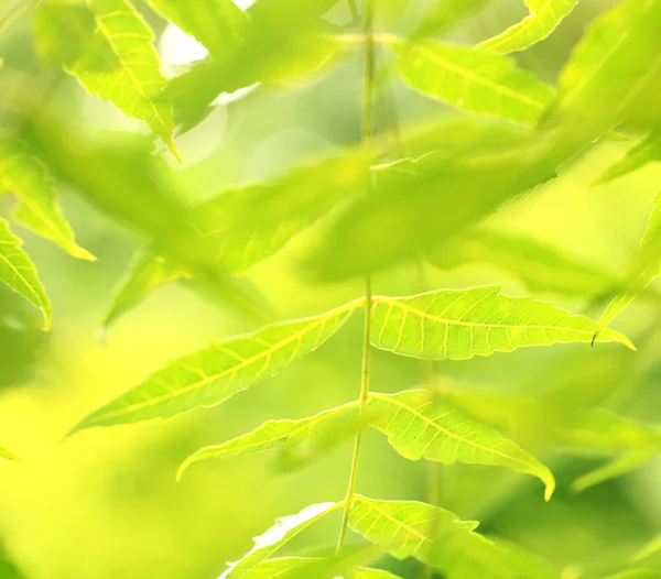 Foglia verde — Foto Stock