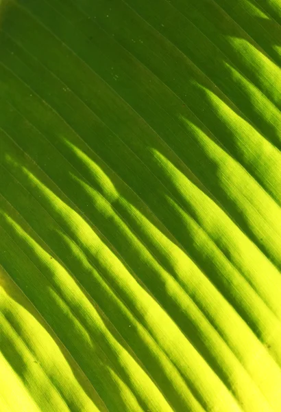 Grönt blad — Stockfoto