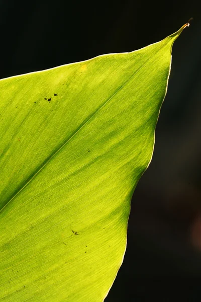 Green leaf — Stock Photo, Image