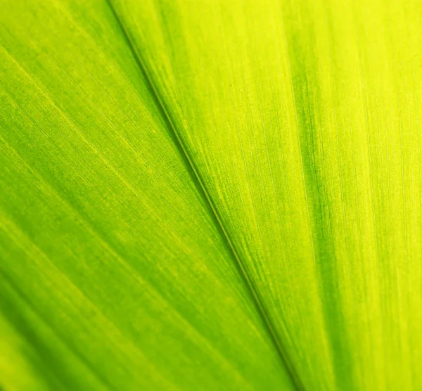 Foglia verde — Foto Stock