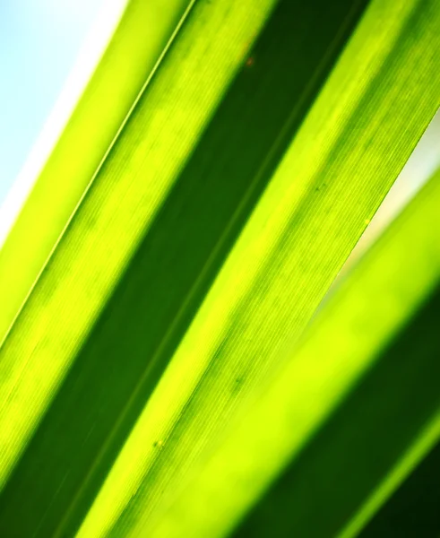 Folha verde — Fotografia de Stock