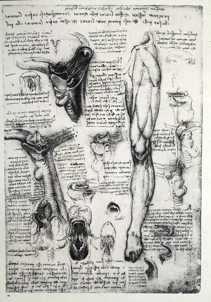 Anatomia — Zdjęcie stockowe