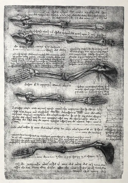 Anatomia — Fotografia de Stock