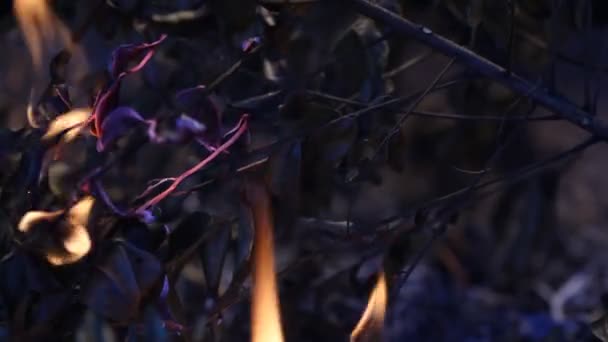 燃烧的火 — 图库视频影像