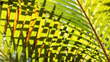 doğanın yeşil yaprak