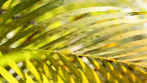 在大自然中的绿叶 — 图库视频影像