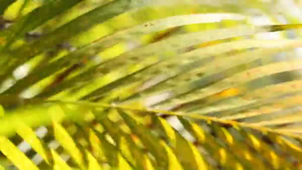 Green leaf in nature — Stock Video