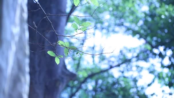 숲 녹색 배경 — 비디오