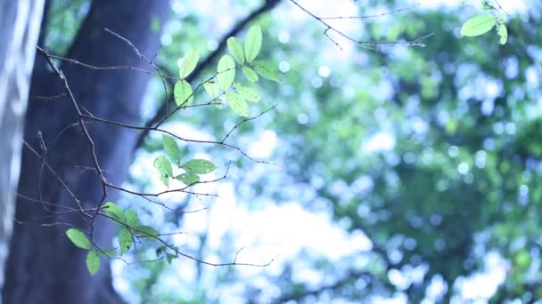 Bosque verde fondo — Vídeos de Stock