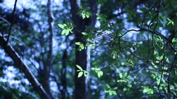 Skogen grön bakgrund — Stockvideo